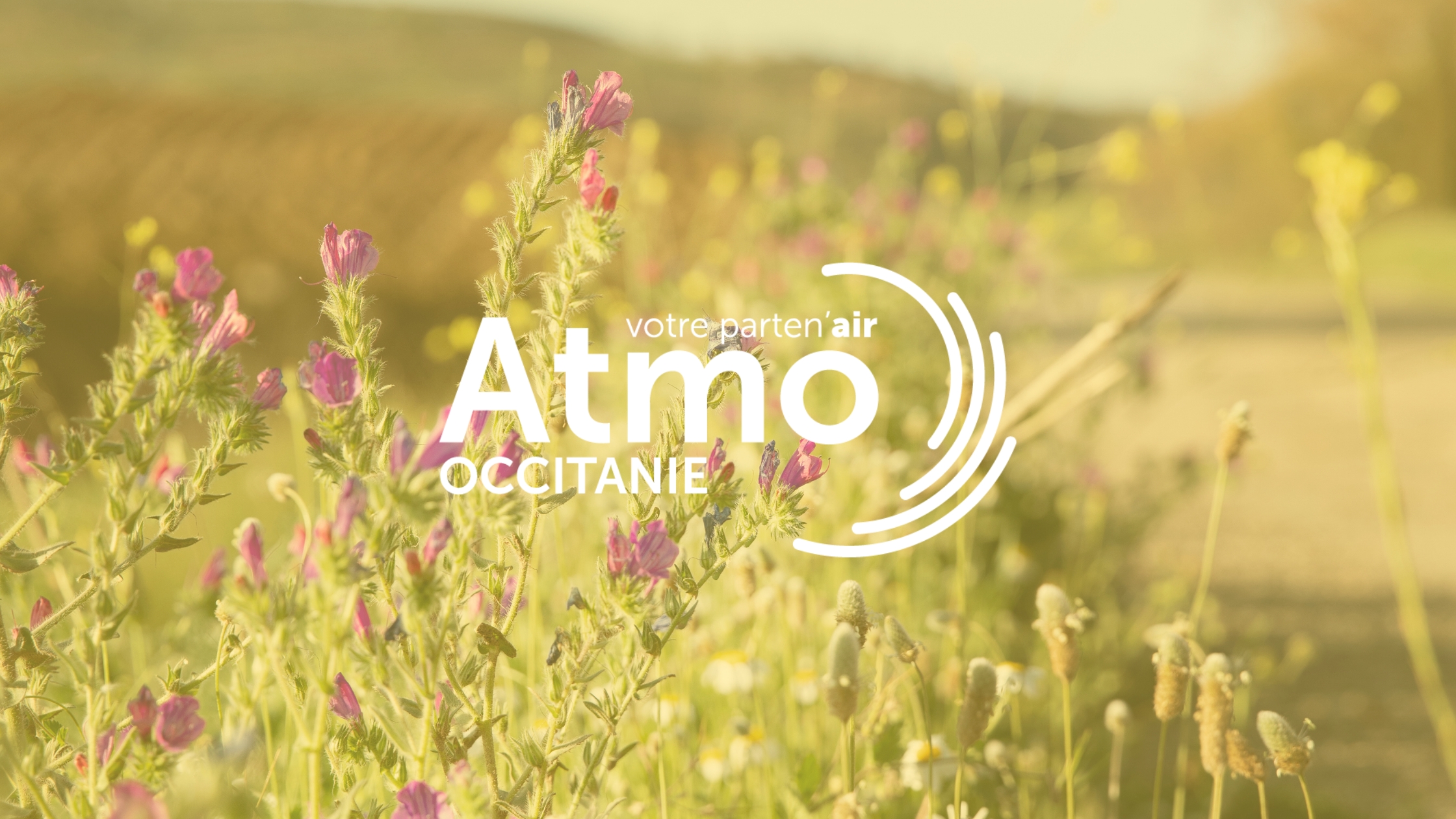 cc-tarn-agout-prevision-pollens-allergisants-atmo-occitanie Calculée tous les jours par des experts, cette prévision indique la concentration de pollens prévue dans l’air pour la journée et le lendemain.